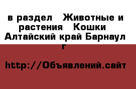  в раздел : Животные и растения » Кошки . Алтайский край,Барнаул г.